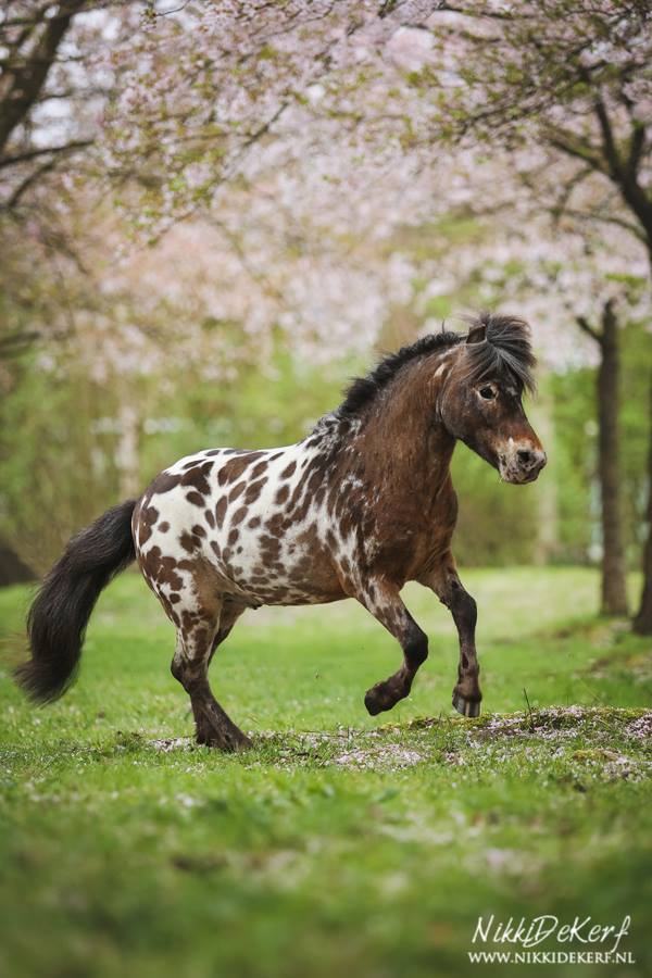 Combining cute & handsome, this little guy 😉 Meet Stip De Appaloosa Stallion @Nikki de Kerf - Equestrian Photographer